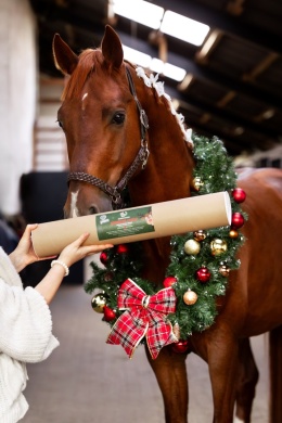 Gryzak dla konia Świąteczny🎄