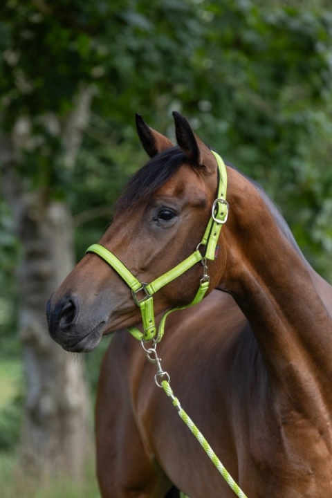 Kantar dla konia Mustang, Covalliero