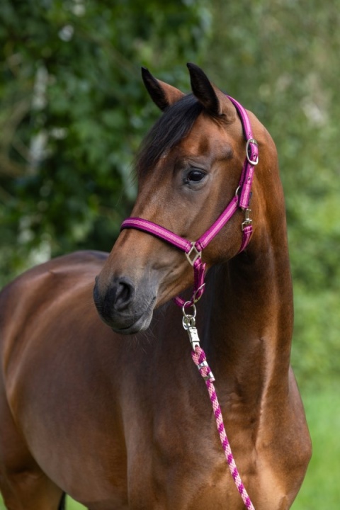 Kantar dla konia Mustang, Covalliero