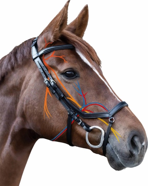 Ogłowie anatomiczne z wodzami “RELAXATION X-LINE”